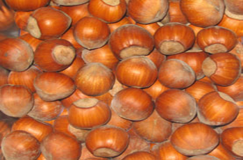 nocciolofoto